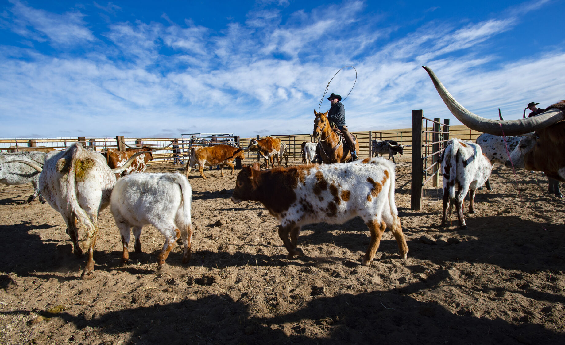 011622-life-longhorn-dg 1.JPG
